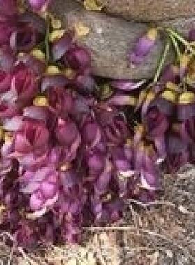 油麻藤攀爬植物庭院盆栽绿植花卉爬藤攀援禾雀花苗常绿油麻藤包邮