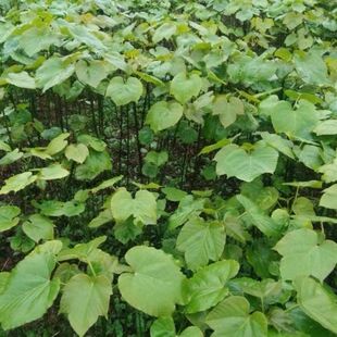 油桐树种植园林树绿植下单现挖油桐树包邮油桐树3年树苗