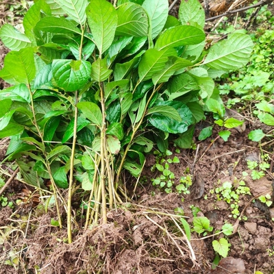 桤木苗水冬瓜树 水青凤 桤蒿 南方新鲜新款南方种植室外顺丰包邮