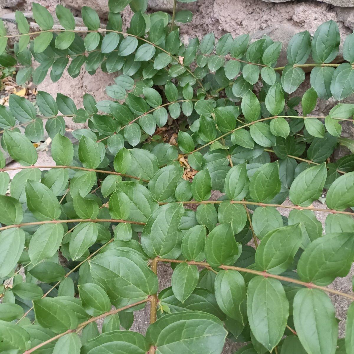 马桑种子水马桑车桑子木豆树木豆猪屎豆马棘种子马桑醉鱼桑葚桑树