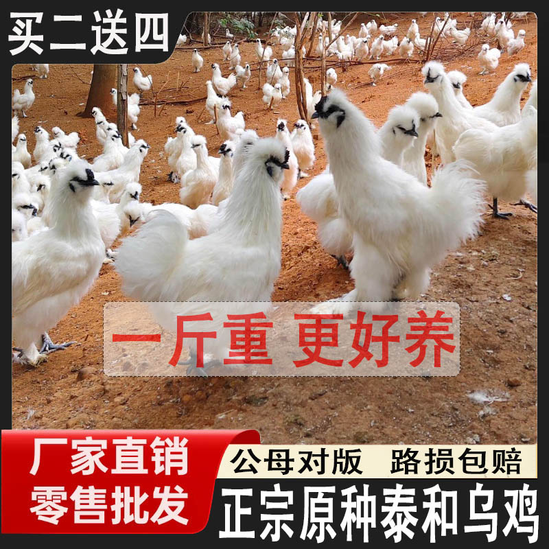 正宗泰和乌鸡活苗活体半大乌骨鸡