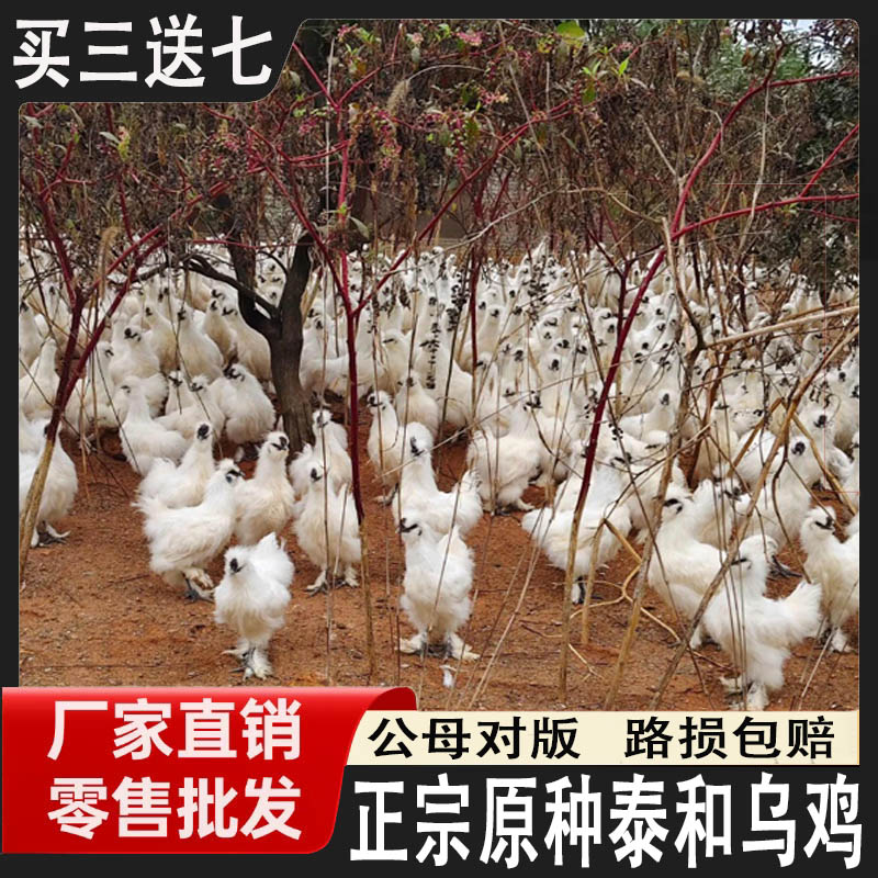 宠物泰和乌鸡活苗正宗半大白凤乌骨鸡宠物小鸡仔脱温鸡半斤小鸡苗