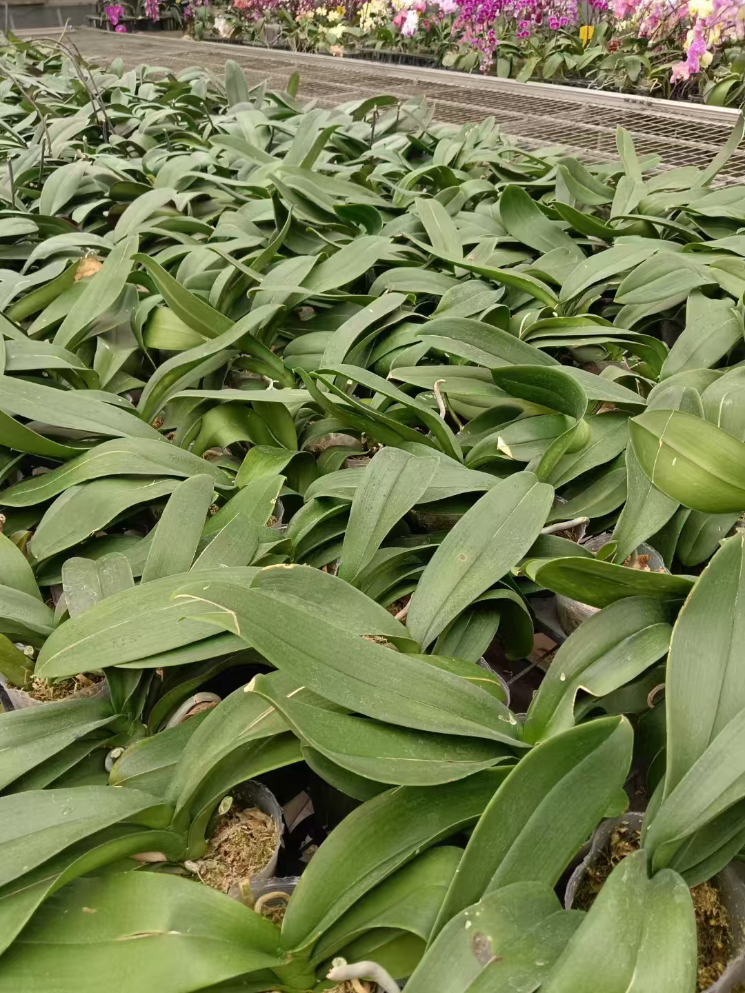 花后苗-盲盒蝴蝶兰基地直发处理2.5-2.8寸 3.0-3.5寸叶片开裂微瑕