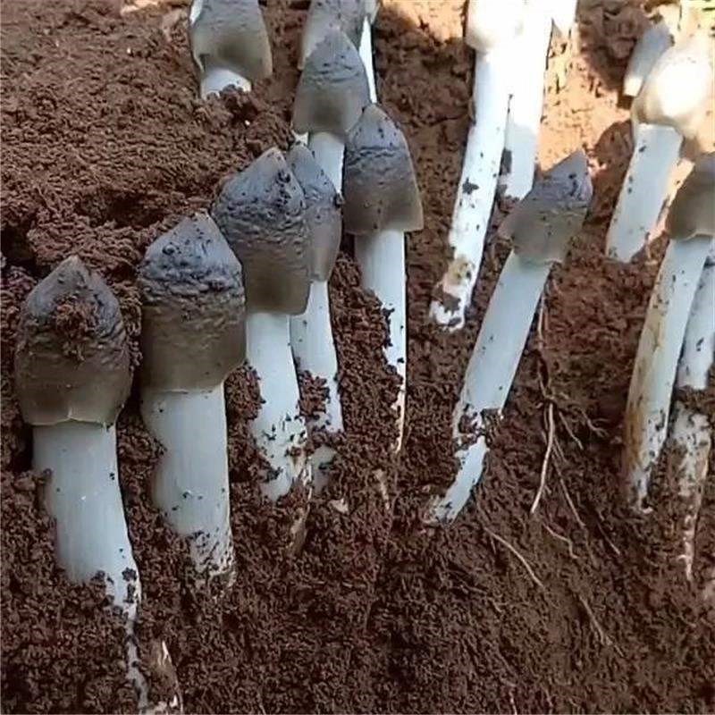 云南鸡枞菌种f楚雄南华鸡枞种子人工鸡枞种植技术菌包鸡枞野生种