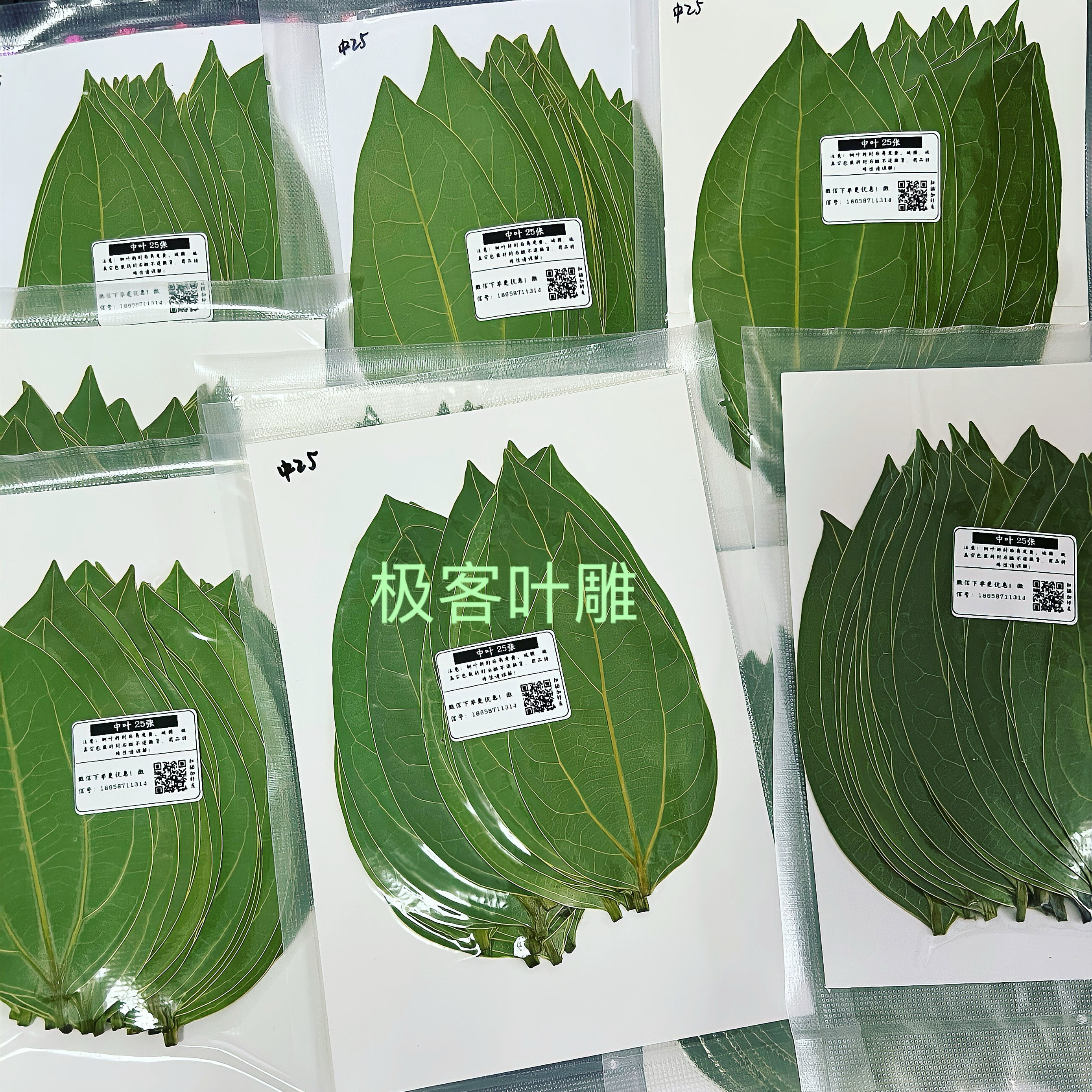 叶雕专用树叶干燥处理真空包装平安树叶干燥处理叶雕树叶效果好
