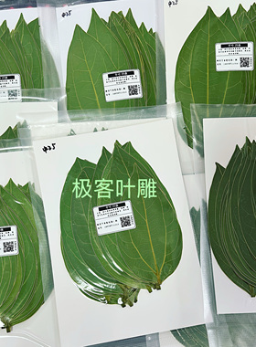 极客叶雕专用树叶质优批发