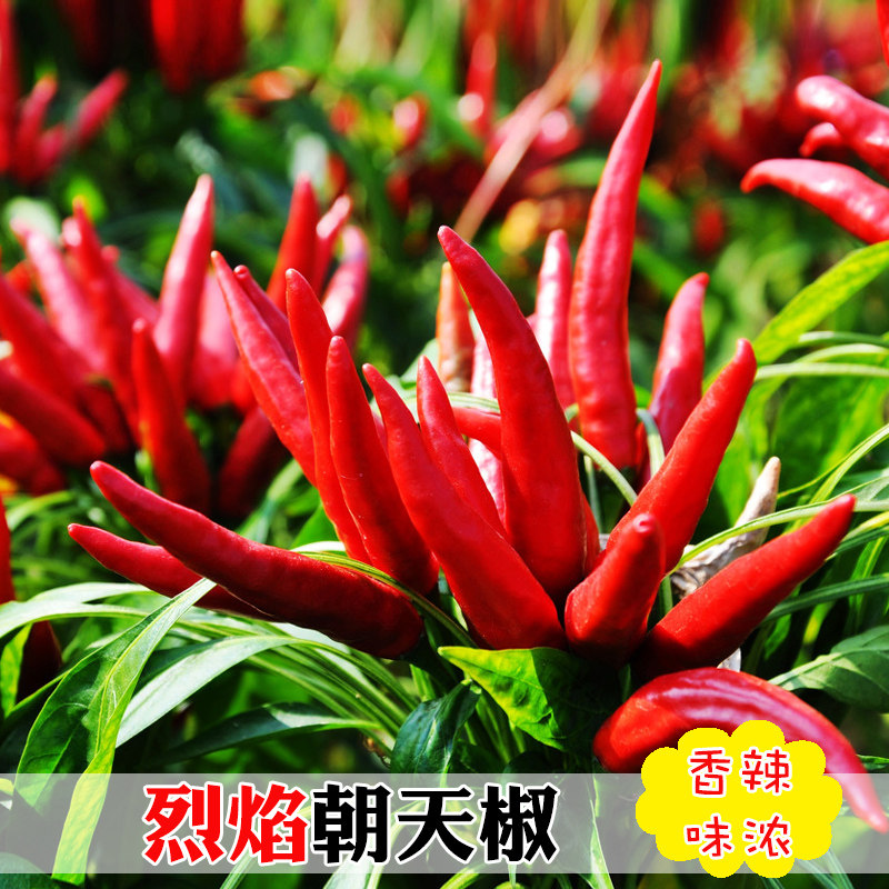 朝天椒种子超辣早熟辣椒种籽苗高产阳台盆栽四季农家蔬菜种孑