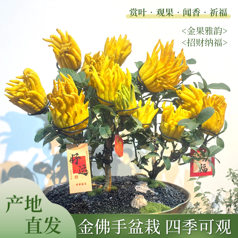 佛手柑树苗盆栽带果室内阳台庭院老桩金华佛手鲜果树好养花卉绿植