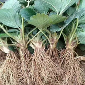 草莓苗四季 盆栽脱毒一代奶油大草莓果苗食用室内阳台南方北方种植
