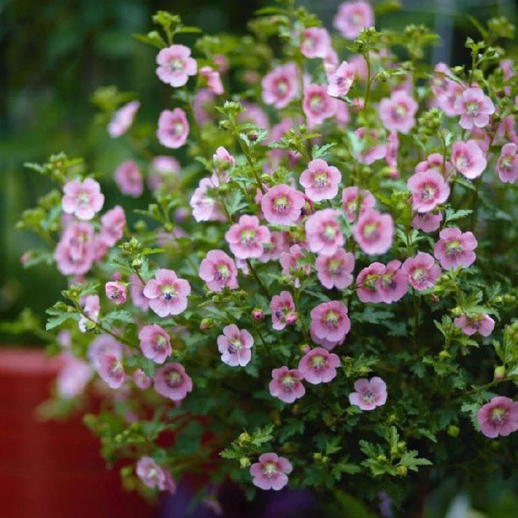 南非小木瑾 微草莓 四季耐热盆栽庭院小木槿鲜花卉绿植树苗