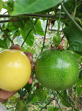 台湾金霸黄金百香果苗果树果苗北南方种植百香果树四季爬藤特大果