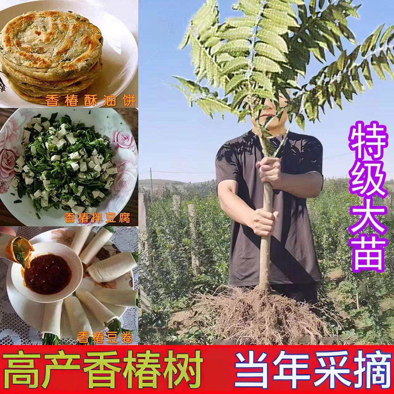 香椿苗红油香椿树苗绿油香春树苗新鲜盆地栽食用香春芽树香椿树苖