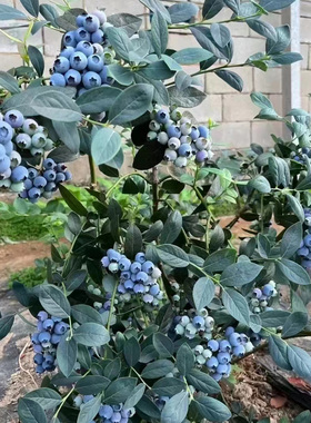 特大蓝莓水果苗绿宝石庭院阳台南北方种植