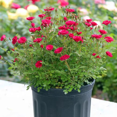 新品 微月紫咲 月季盆栽花苗阳台超微型月季四季丰花多阳台盆栽