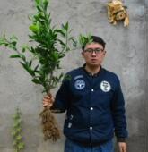 红美人爱媛橘子桔子砂糖橘丑橘地栽南北方可种植