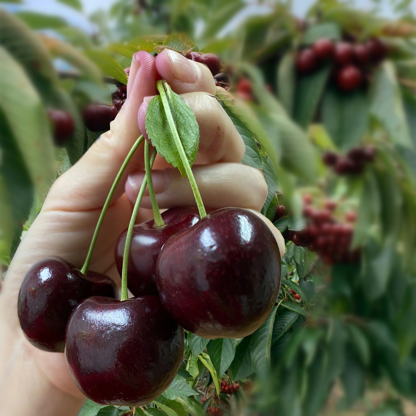 正宗烟台大樱桃树苗美国车厘子苗果树苗南北方盆栽地栽种植樱桃苗
