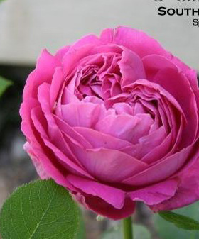 大花灌木 牡丹月季 品种月季花浓香大花月季花苗