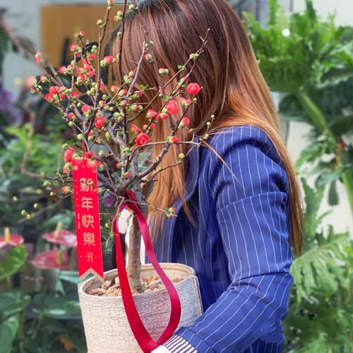 海棠花盆栽好养长寿冠花卉室外植物室内盆景老桩耐寒植物四季植物