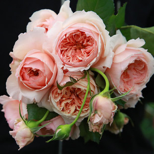 欧月真宙月季 灌木阳台盆栽庭院植物切花玫瑰花卉 花苗大花浓香四季