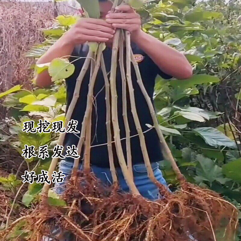 果桑苗台湾四季长果桑葚树苗嫁接无籽大十桑葚苗盆栽庭院果树果苗
