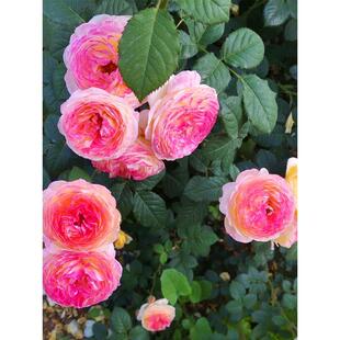 罗斯曼尼詹森月季花大苗阳台庭院地栽攀援特大花浓香耐热植物四季