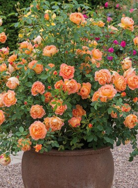 藤本月季花苗夏洛特夫人橙色多花蔷薇大花浓香阳台庭院爬藤植物花