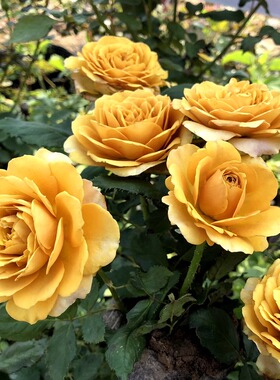日本大花浓香月季花苗 松之梦 灌木复古色切花盆栽玫瑰四季