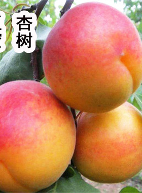红巨蜜杏树嫁接苗新品种荷兰香蜜杏子活苗大树果树苗南方北方种植