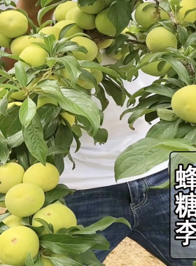 嫁接青脆李子树苗蜂蜜李果苗正宗南北方种植早熟特大李子苗盆地栽