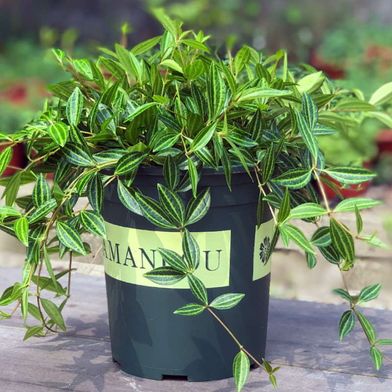 钻石翡翠盆栽植物室内吸甲醛净化空气吊兰绿植四季常青好养花卉