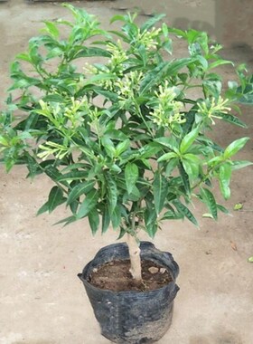 夜来香花苗  浓香室内外 阳台驱蚊草虫植物四季好养型