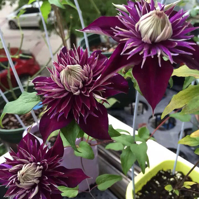 重瓣大花紫子丸铁线莲花苗阳台好养室内爬藤绿植庭院藤本攀援植物