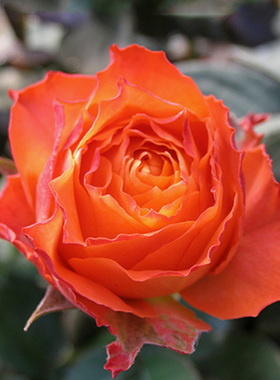 四季开花不断大花浓香型欧月浪漫橙色玫瑰月季花苗带花苞盆栽花卉