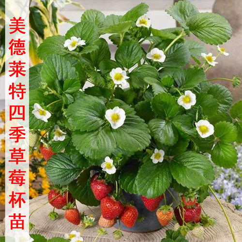 带盆草莓苗四季盆栽地栽食用大果美德莱特草莓苗南方北方种植果苗