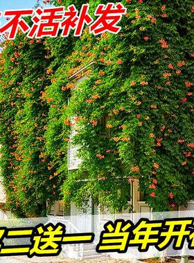 凌霄花苗 爬藤植物盆栽庭院室外美国俄罗斯浓香型炮仗花四季花卉