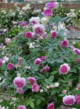 欧月 玛姬婶婶 紫色微型月季 勤花抗病浓香月季 迷你玫瑰月季