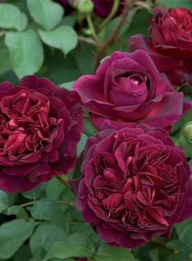 紫黑色浓香月季曼斯特黑伍德庭院芳香花园阳台玫瑰室内外花卉绿植