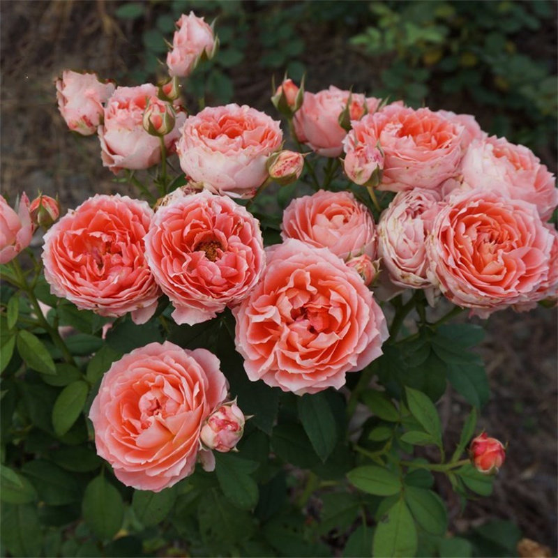 阳台花卉月季花苗甜蜜邂逅勤花耐热花型玫瑰四季开带花苞发货