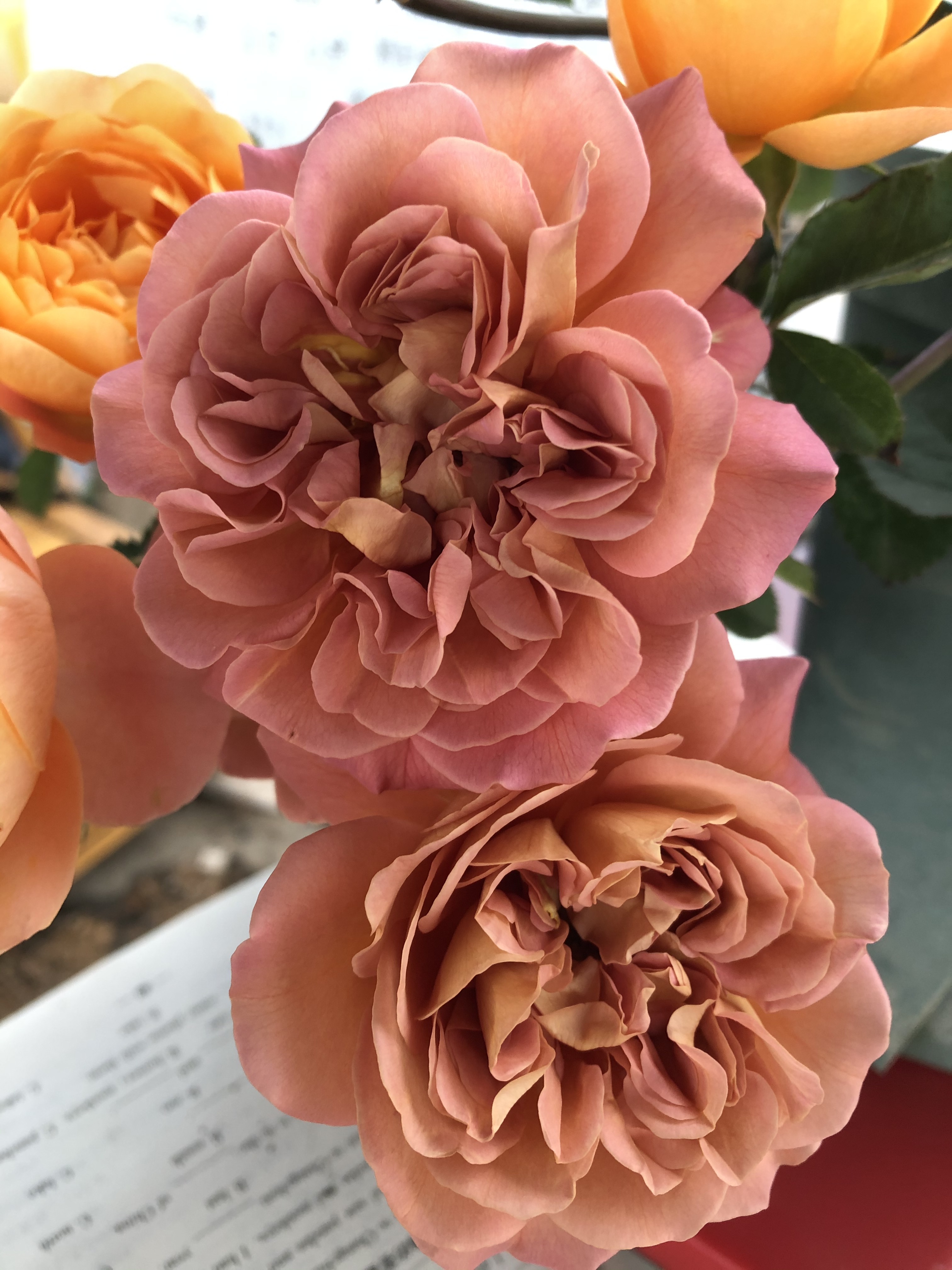 日月新品栗子Marron复古色咖啡色巧克力色丰花勤花 出锦