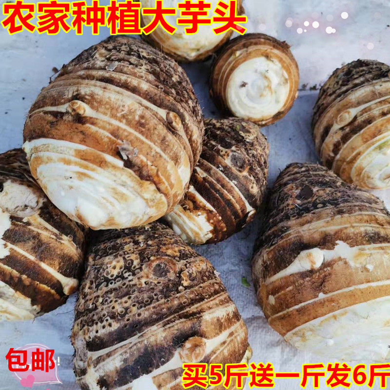 新鲜现挖大芋头水芋子母芋儿重庆农家种植紫杆芋仔大芋粉糯面玉头