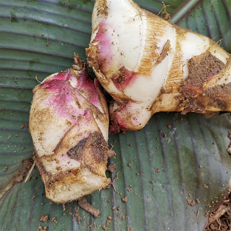 新鲜姜藕蕉芋农家现挖现发重庆四川土特产可磨粉煲汤野外种植山芋