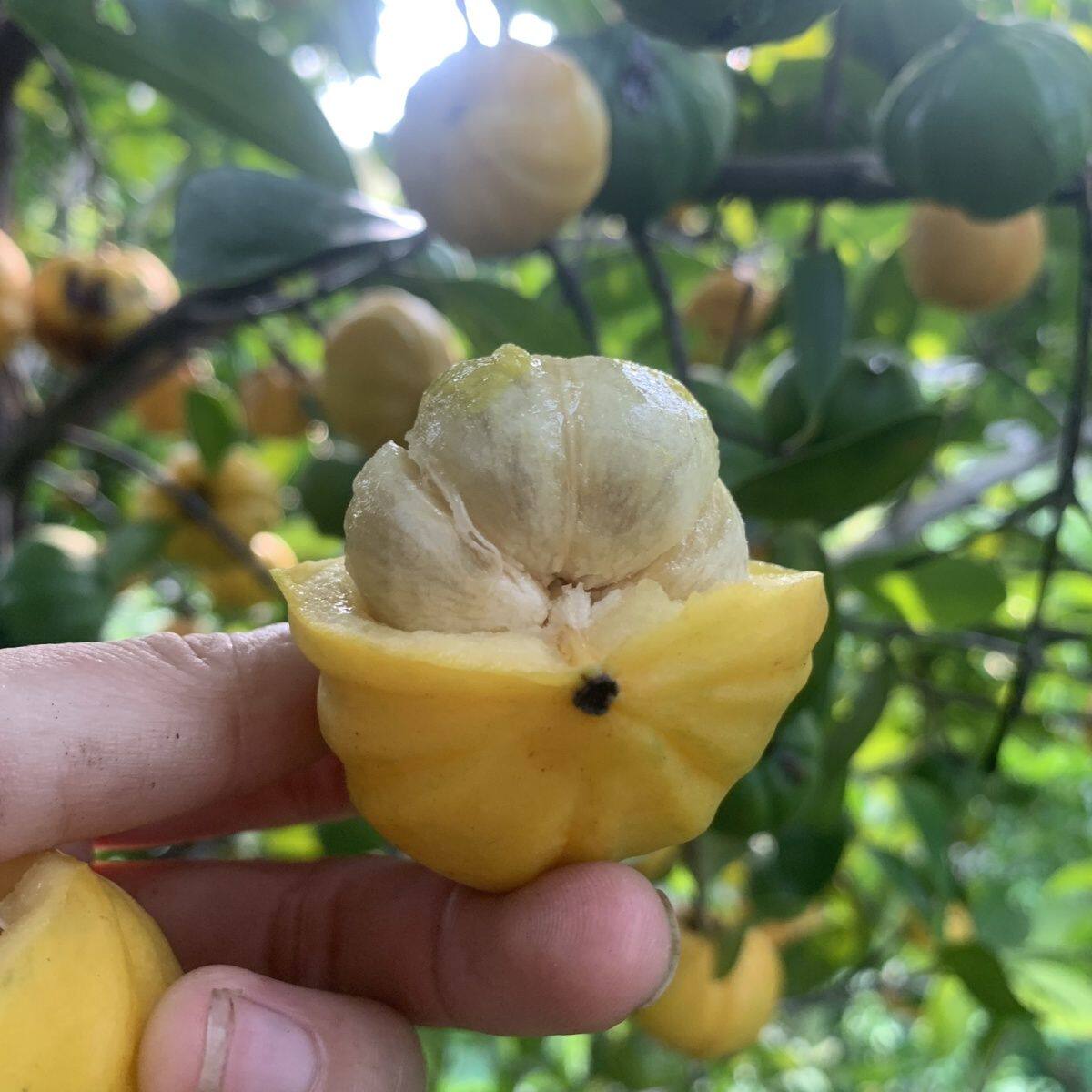 岭南山竹苗黄金山竹老蒙子木竹子苗嫁接苗原生苗盆栽地栽庭院果树