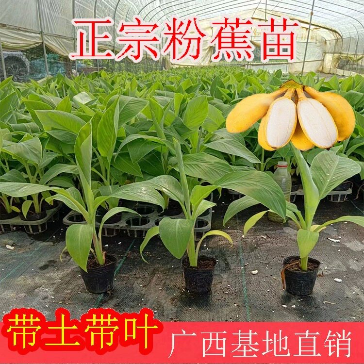 9元三棵优质香蕉苗】基地直发好养易活盆栽地栽好种植果树苗