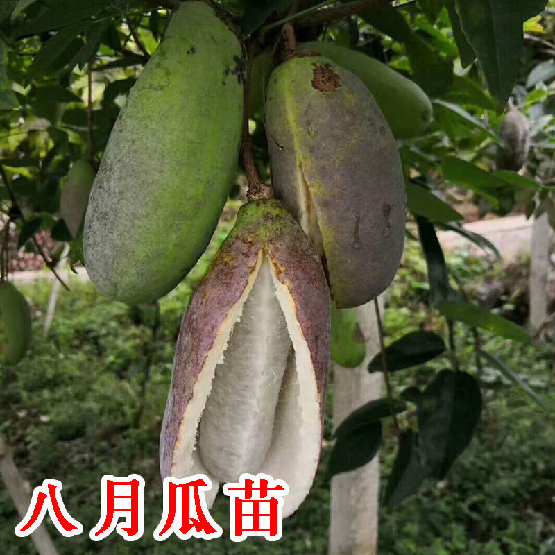 八月瓜树苗当年结果南方八月炸瓜苗庭院爬藤紫色盆栽地栽香蜜瓜苗