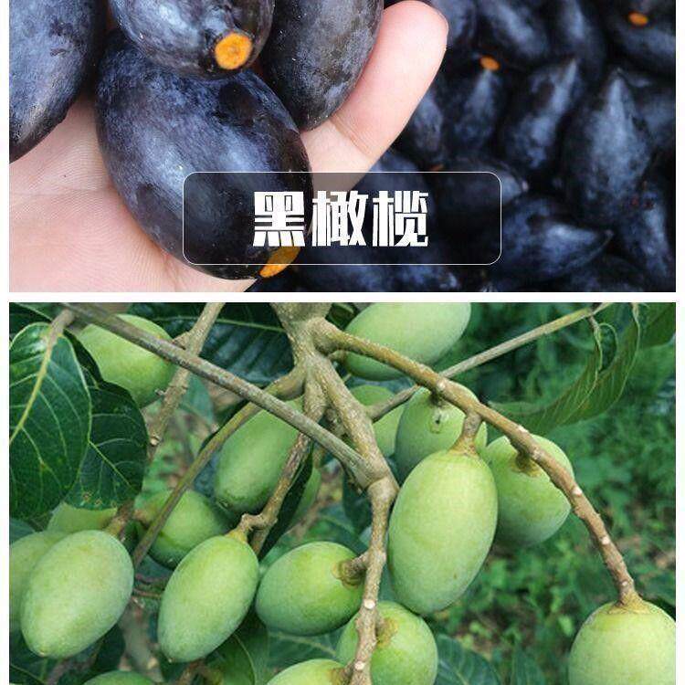 橄榄苗果树苗乌榄黑橄榄嫁接苗黄榄青榄橄榄树苗盆栽地栽当年结果