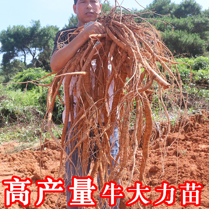 牛大力小叶牛大力南宁野生种植苗