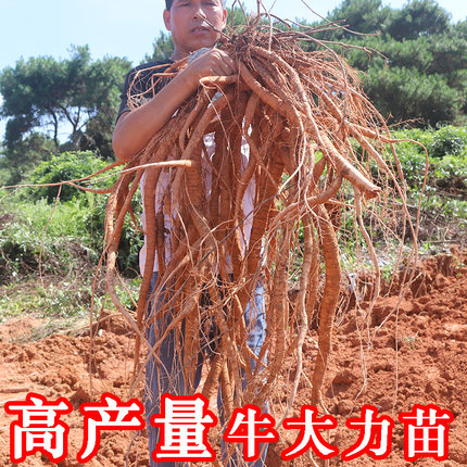 牛大力种植苗小叶中叶野生小叶牛大力苗牛古大力药材种植苗带土带