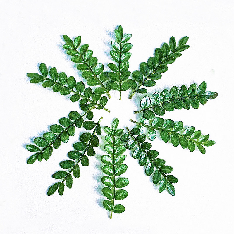 清香木基地直发食品装饰手工筛选