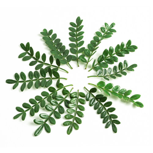 基地分链直供胡椒木装饰量大供应