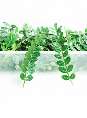 清香木烘焙装饰叶子胡椒木绿植植物盆栽小苗蛋糕店绿色薄荷叶点缀